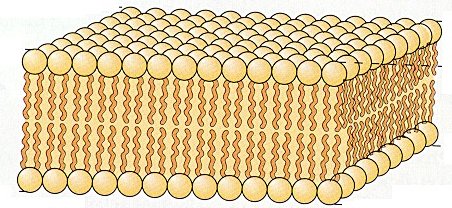 phospholipid