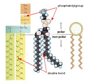 phospholipid