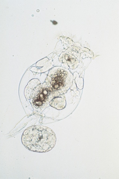 rotifers