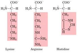 Positively Charged Amino Acids