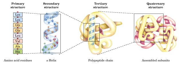 Levels Of Protein Structure. protein structure